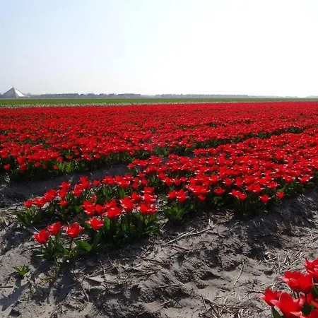 Summer Melody Comfortable 줄리아나도르프