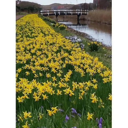 Summer Melody Comfortable *