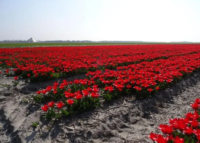 Summer Melody Comfortable Julianadorp