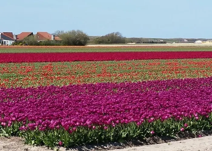 Summer Melody Comfortable Hébergement de vacances Julianadorp